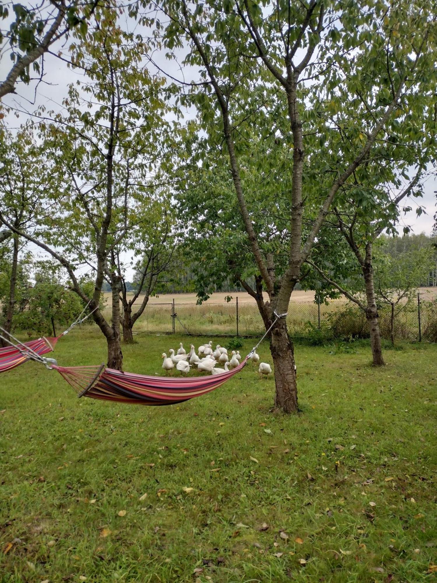 Siedlisko Jelonki